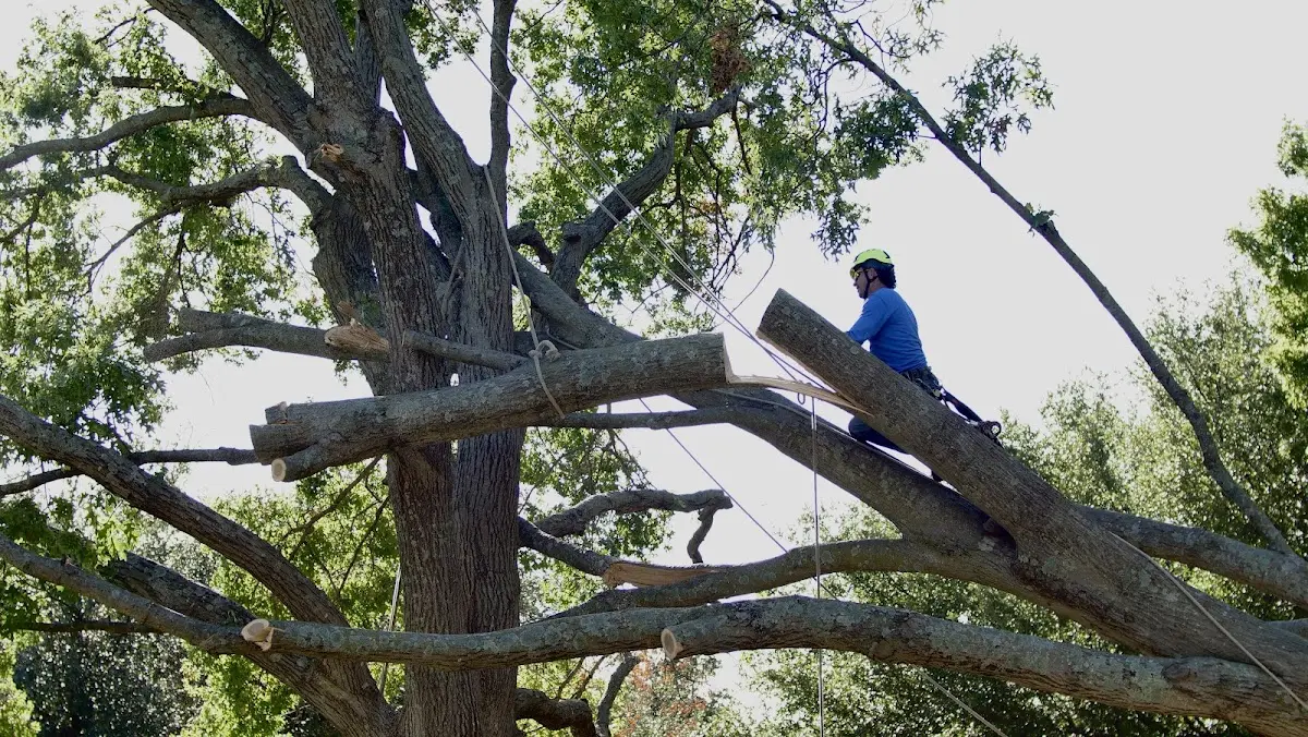 Professional Hazardous Tree Removal performed by certified arborists in Tunbridge
